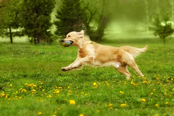 Golden Retriever parkta oynayan köpek