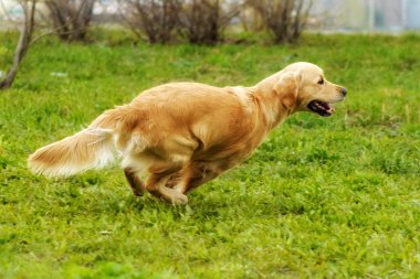 Etrafta dolanan ve oynarken güzel mutlu köpek Golden Retriever