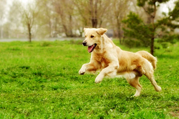 Etrafta dolanan ve oynarken güzel mutlu köpek Golden Retriever