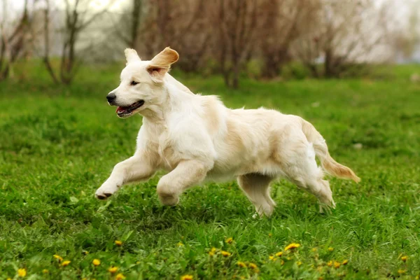 Pequeños perros cachorros divertidos Golden Retriever corre en el verano en un — Foto de Stock