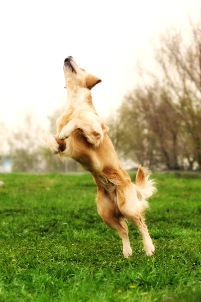 Divertido perro Golden Retriever jugando y saltando en el verano — Foto de Stock