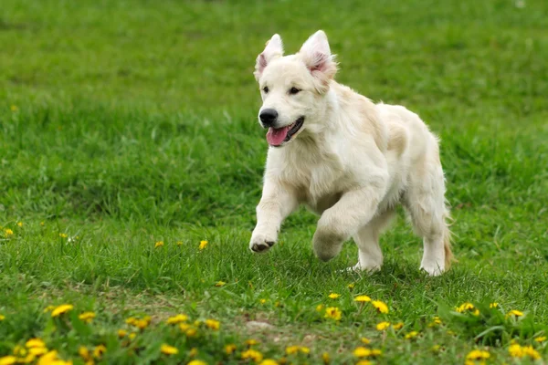 Pequeños perros cachorros divertidos Golden Retriever corre en el verano en un — Foto de Stock