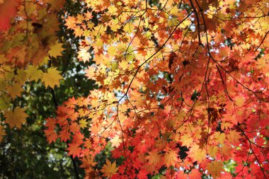 Sonbahar Yaprakları