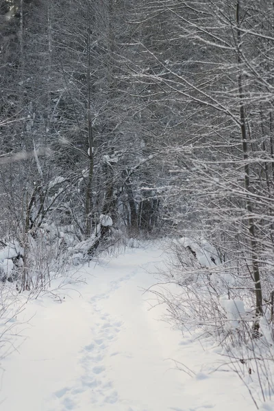 Passos na neve nova — Fotografia de Stock