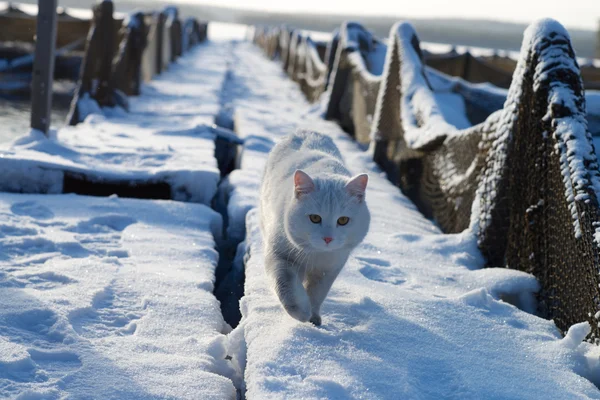 Cat on snowy trout farm — Stock Photo, Image