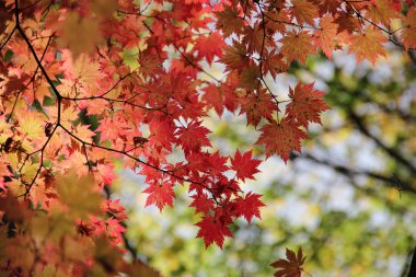 Sonbahar Yaprakları