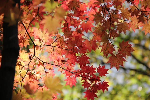 紅葉 — ストック写真