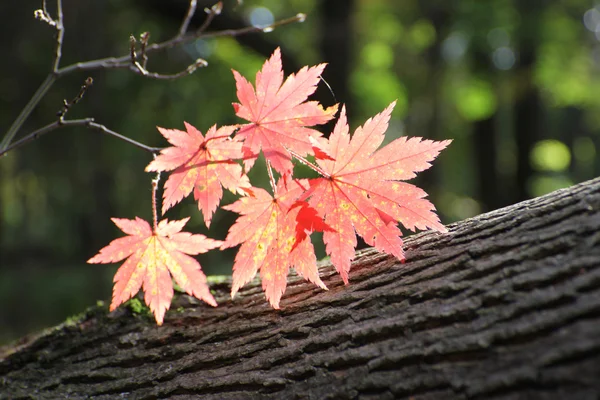 紅葉 — ストック写真