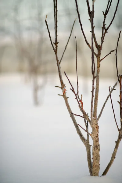 Apfelbaum im Winter — Stockfoto