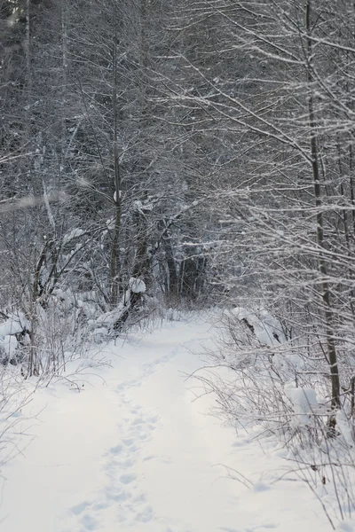 Шаги в новом снегу — стоковое фото