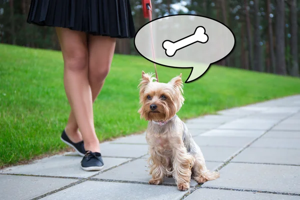 Meisje lopen met hongerige hond yorkshire Terriër — Stockfoto