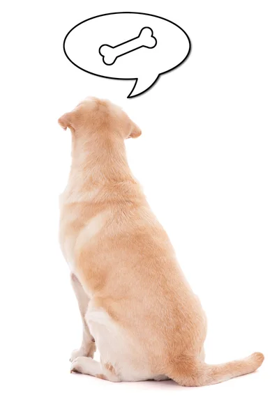 Πίσω όψη του κάθεται σκυλί σκέψης σχετικά με τα τρόφιμα απομονωμένα σε λευκό — Φωτογραφία Αρχείου