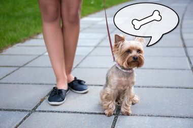 aç köpek yorkshire terrier ve kadın bacakları