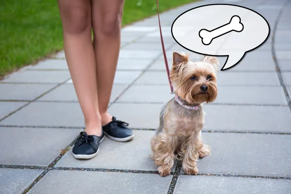 aç köpek yorkshire terrier ve kadın bacakları