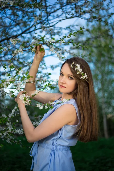 Árbol joven con flor cerezo en el jardín de verano — Foto de Stock