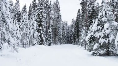 Kış ormanlarında kar yağışı - güzel kış manzarası