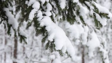 Kış ormanlarında kar altında çam ağacının dalı