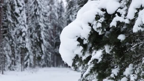 Χιονόπτωση Χειμερινό Δάσος Κοντά Στο Χιονισμένο Κλαδί Του Δέντρου Ερυθρελάτης — Αρχείο Βίντεο