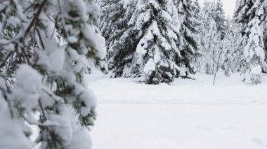 Aşk ve mutluluk kavramı. Mutlu yakışıklı adam kış ormanlarında sevgilisiyle kızak çekiyor.