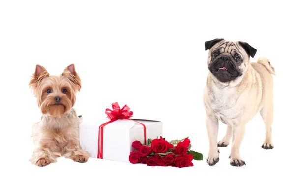 Valentýn - Jorkšírský teriér a Mops pes s krabičky — Stock fotografie