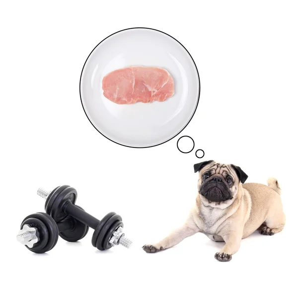 Cute pug dog lying with dumbbells and dreaming about food — Stock Photo, Image