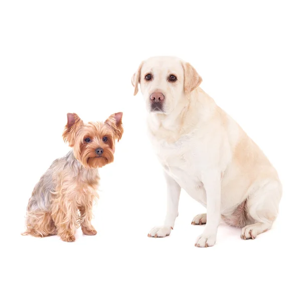 Cute dogs - yorkshire terrier and golden retriever isolated on w — Stock fotografie