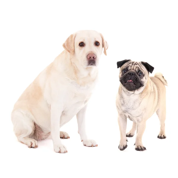 Cute dogs - pug dog and golden retriever isolated on white — стоковое фото