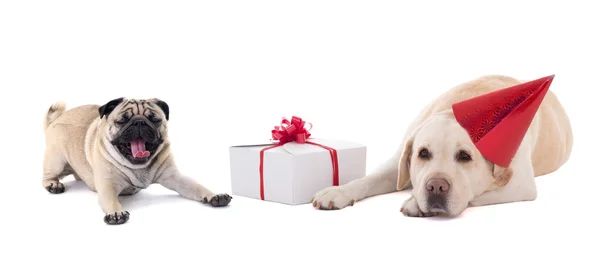Sad dogs (golden retriever and pug dog) with gift box isolated o — Stock Photo, Image