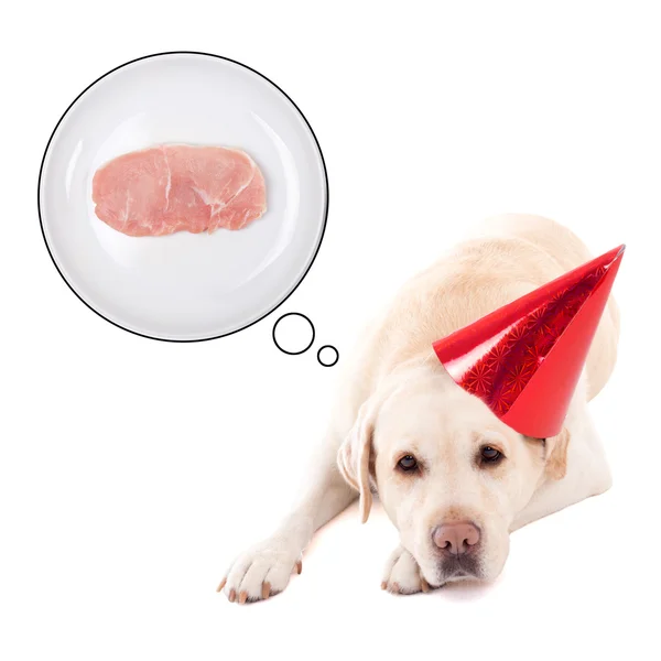 Hungry sad dog (golden retriever) in birthday hat dreaming about — Stock Photo, Image