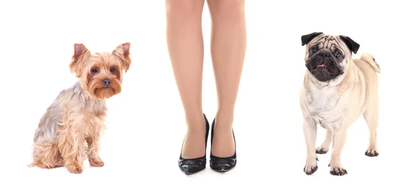 Schattig pug hond, yorkshire Terriër en vrouwelijke benen — Stockfoto