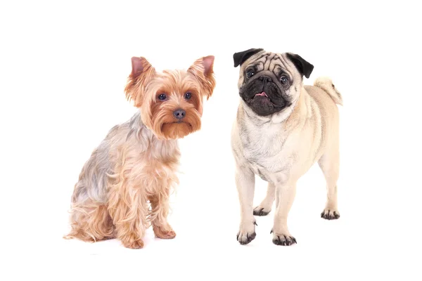 Přátelství - Jorkšírský teriér a Mops pes sedící izolované na w — Stock fotografie