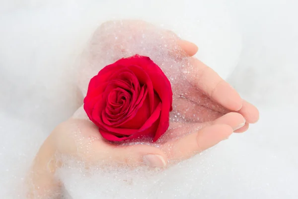 Czerwona róża i pianki w rękach kobiet — Zdjęcie stockowe