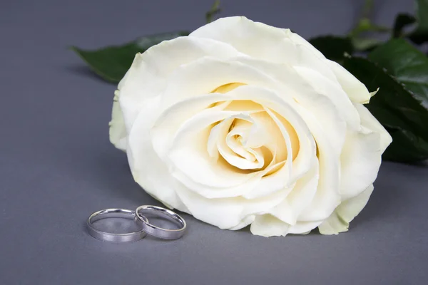 Close up of beautiful white rose flower and wedding rings over g — Stock Photo, Image