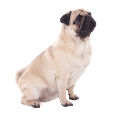 beyaz izole komik pug köpek 