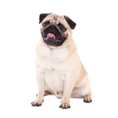 beyaz izole dostu pug köpek oturma 