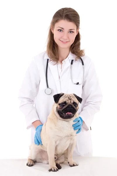 Młoda kobieta weterynarza i mops pies na białym tle — Zdjęcie stockowe