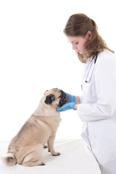 Młoda kobieta weterynarza i chory mops pies na białym tle — Zdjęcie stockowe