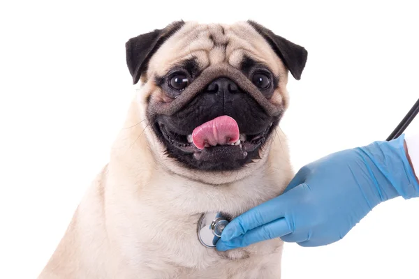 獣医医師の聴診器白で隔離で犬をチェック — ストック写真