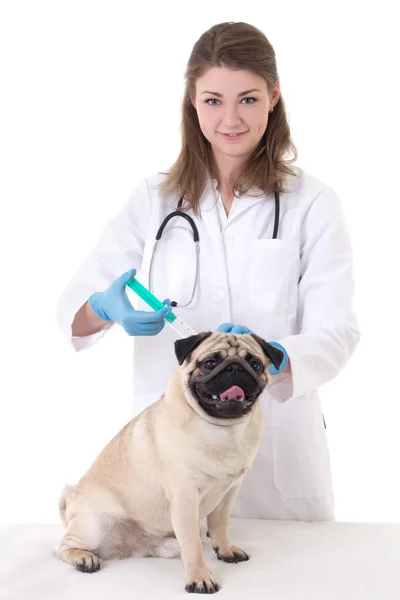 Medico veterinario della donna che dà un'iniezione al cane del pug isolato su briciolo — Foto Stock