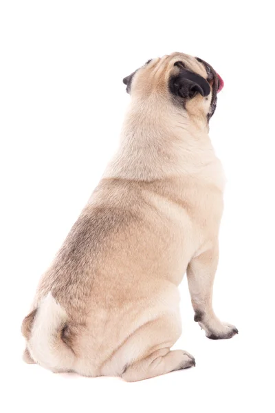 Costas de cão pug sentado isolado no branco — Fotografia de Stock