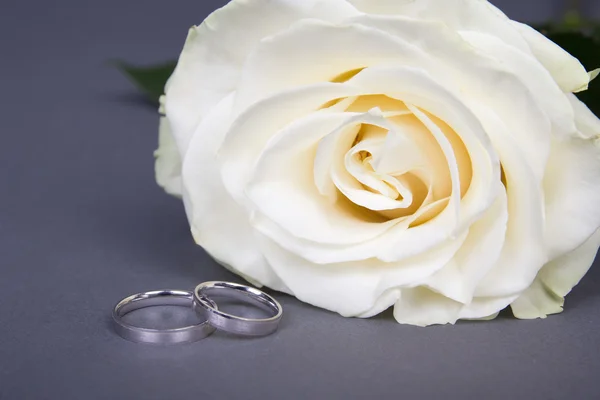 Hermosa flor de color de rosa blanca y anillos de boda en gris — Foto de Stock