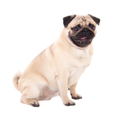 beyaz izole komik pug köpek yan görünüm 