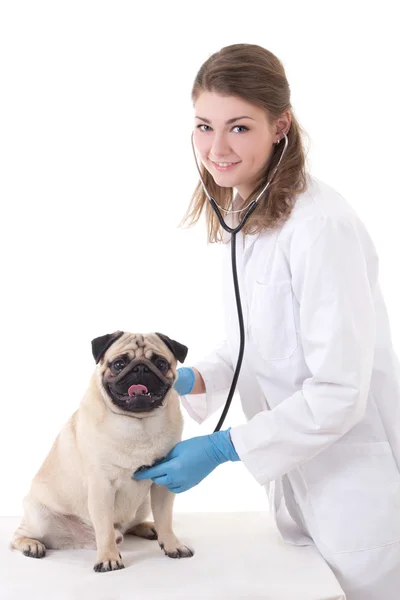 Médico veterinario de joven comprobación perro con estetoscopio aislado en — Foto de Stock