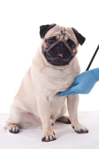 Weterynarz sprawdzanie mops pies z stetoskop na białym tle — Zdjęcie stockowe