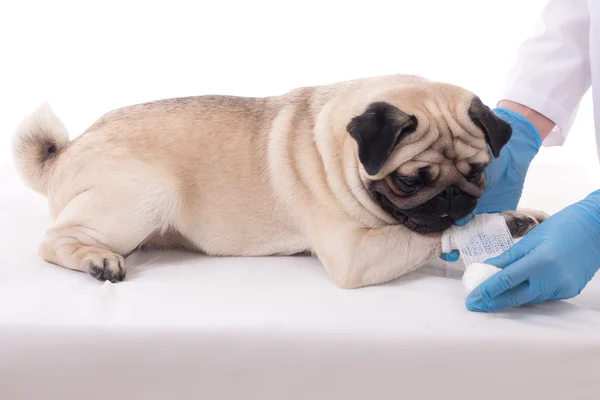 Veterinario poniendo vendaje en la pata del perro — Foto de Stock