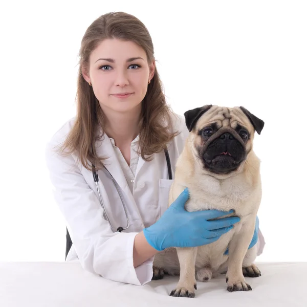 Happy young woman vet doctor with pug dog isolated on white — Stock Photo, Image