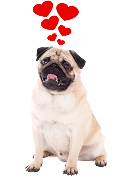 Love concept - friendly pug dog sitting isolated on white with h — Stock Photo, Image