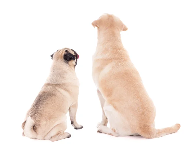 Friendship concept - back view of two sitting dogs isolated on w — Stock Photo, Image