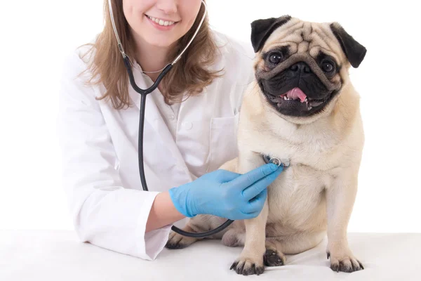 Ветеринарний лікар перевіряє мопса собаку зі стетоскопом ізольовано на білому — стокове фото