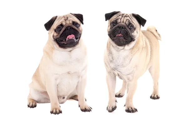 Dos perros pug agradable sentado aislados en blanco —  Fotos de Stock